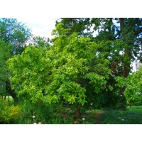 Néflier - Crataegus germanica - Haie champetre  - Pepiniere Alsace - Vegetal Local Nord Est - Bio - Jardin forêt comestible - fruitier - permaculture