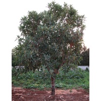 Néflier du Japon - Eriobotrya japonica - Haie champetre  - Pepiniere Alsace - Vegetal Local Nord Est - Bio - Jardin forêt comestible - fruitier - permaculture