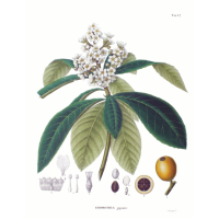 Néflier du Japon - Eriobotrya japonica - Haie champetre  - Pepiniere Alsace - Vegetal Local Nord Est - Bio - Jardin forêt comestible - fruitier - permaculture