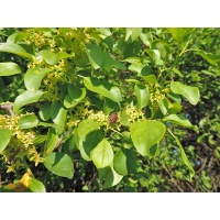 Nerprun purgatif - Rhamnus cathartica - Haie champetre  - Pepiniere Alsace - Vegetal Local Nord Est - Bio - Jardin forêt comestible - fruitier - permaculture
