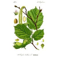 Noisetier - Corylus avellana - Haie champetre  - Pepiniere Alsace - Vegetal Local Nord Est - Bio - Jardin forêt comestible - fruitier - permaculture