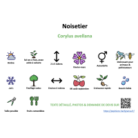 noisetier_- résumé