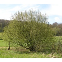 Noisetier - Corylus avellana - Haie champetre  - Pepiniere Alsace - Vegetal Local Nord Est - Bio - Jardin forêt comestible - fruitier - permaculture