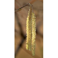 Noisetier - Corylus avellana - Haie champetre  - Pepiniere Alsace - Vegetal Local Nord Est - Bio - Jardin forêt comestible - fruitier - permaculture