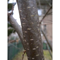 noisetier_-_corylus_avellana_-_pepiniere_alsace_vegetal_local_bio_-_ecorce