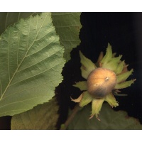 Noisetier - Corylus avellana - Haie champetre  - Pepiniere Alsace - Vegetal Local Nord Est - Bio - Jardin forêt comestible - fruitier - permaculture