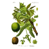 Noyer - Juglans regia - Haie champetre  - Pepiniere Alsace - Vegetal Local Nord Est - Bio - Jardin forêt comestible - fruitier - permaculture