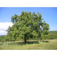 Noyer - Juglans regia - Haie champetre  - Pepiniere Alsace - Vegetal Local Nord Est - Bio - Jardin forêt comestible - fruitier - permaculture