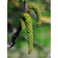 Noyer - Juglans regia - Haie champetre  - Pepiniere Alsace - Vegetal Local Nord Est - Bio - Jardin forêt comestible - fruitier - permaculture