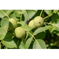 Noyer - Juglans regia - Haie champetre  - Pepiniere Alsace - Vegetal Local Nord Est - Bio - Jardin forêt comestible - fruitier - permaculture