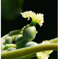 Noyer - Juglans regia - Haie champetre  - Pepiniere Alsace - Vegetal Local Nord Est - Bio - Jardin forêt comestible - fruitier - permaculture