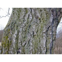 Noyer - Juglans regia - Haie champetre  - Pepiniere Alsace - Vegetal Local Nord Est - Bio - Jardin forêt comestible - fruitier - permaculture