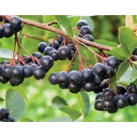 aronie_a_feuille_de_prunier_Nero_aronia_prunifolia_Nero_Haie champetre  - Pepiniere Alsace - Vegetal Local Nord Est- Bio - Jardin forêt comestible - fruitier - permaculture