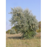 Olivier de Bohême - Elaeagnus angustifolia - Haie champetre  - Pepiniere Alsace - Vegetal Local Nord Est - Bio - Jardin forêt comestible - fruitier - permaculture
