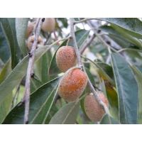 Olivier de Bohême - Elaeagnus angustifolia - Haie champetre  - Pepiniere Alsace - Vegetal Local Nord Est - Bio - Jardin forêt comestible - fruitier - permaculture