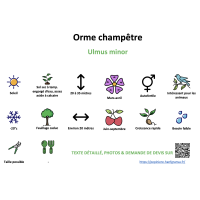 orme_champetre_- Orme champêtre - Ulmus minor