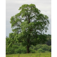 Orme champêtre - Ulmus minor - Haie champetre  - Pepiniere Alsace - Vegetal Local Nord Est - Bio - Jardin forêt comestible - fruitier - permaculture