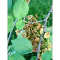 Orme champêtre - Ulmus minor - Haie champetre  - Pepiniere Alsace - Vegetal Local Nord Est - Bio - Jardin forêt comestible - fruitier - permaculture