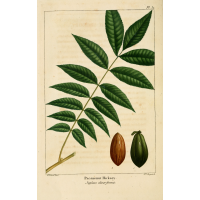 Pacanier - Noyer de pécan - Carya illinoinensis - Haie champetre  - Pepiniere Alsace - Vegetal Local Nord Est - Bio - Jardin forêt comestible - fruitier - permaculture
