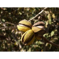 Pacanier - Noyer de pécan - Carya illinoinensis - Haie champetre  - Pepiniere Alsace - Vegetal Local Nord Est - Bio - Jardin forêt comestible - fruitier - permaculture