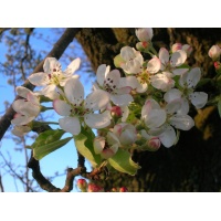 Poirier sauvage - Pyrus communis subsp. Pyraster  - Haie champetre  - Pepiniere Alsace - Vegetal Local Nord Est - Bio - Jardin forêt comestible - fruitier - permaculture