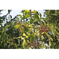 Poivre Sanshō - Zanthoxylum piperitum - Haie champetre  - Pepiniere Alsace - Vegetal Local Nord Est - Bio - Jardin forêt comestible - fruitier - permaculture