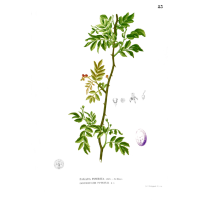 Poivre Sanshō - Zanthoxylum piperitum - Haie champetre  - Pepiniere Alsace - Vegetal Local Nord Est - Bio - Jardin forêt comestible - fruitier - permaculture