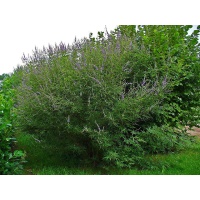 Poivrier des moines - Vitex agnus castus - Haie champetre  - Pepiniere Alsace - Vegetal Local Nord Est - Bio - Jardin forêt comestible - fruitier - permaculture