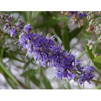 Poivrier des moines - Vitex agnus castus - Haie champetre  - Pepiniere Alsace - Vegetal Local Nord Est - Bio - Jardin forêt comestible - fruitier - permaculture