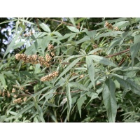 Poivrier des moines - Vitex agnus castus - Haie champetre  - Pepiniere Alsace - Vegetal Local Nord Est - Bio - Jardin forêt comestible - fruitier - permaculture