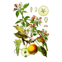 Pommier de semis - Malus domestica - Haie champetre  - Pepiniere Alsace - Vegetal Local Nord Est - Bio - Jardin forêt comestible - fruitier - permaculture