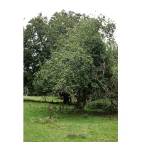 Pommier sauvage - Malus sylvestris - Haie champetre  - Pepiniere Alsace - Vegetal Local Nord Est - Bio - Jardin forêt comestible - fruitier - permaculture