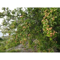 Pommier sauvage - Malus sylvestris - Haie champetre  - Pepiniere Alsace - Vegetal Local Nord Est - Bio - Jardin forêt comestible - fruitier - permaculture