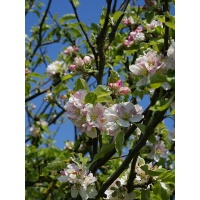 Pommier sauvage - Malus sylvestris - Haie champetre  - Pepiniere Alsace - Vegetal Local Nord Est - Bio - Jardin forêt comestible - fruitier - permaculture