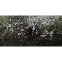 Prunellier - Prunus spinosa - Haie champetre  - Pepiniere Alsace - Vegetal Local Nord Est - Bio - Jardin forêt comestible - fruitier - permaculture