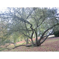 Prunier myrobolan - Prunus cerasifera myrobolana - Haie champetre  - Pepiniere Alsace - Vegetal Local Nord Est - Bio - Jardin forêt comestible - fruitier - permaculture