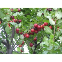 Prunier myrobolan - Prunus cerasifera myrobolana - Haie champetre  - Pepiniere Alsace - Vegetal Local Nord Est - Bio - Jardin forêt comestible - fruitier - permaculture