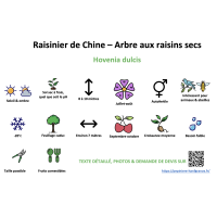 raisinier_de_chine_-_arbre_aux_raisins_secs _ résumé