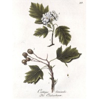 Alisier torminal - Sorbus torminalis- Haie champetre - Pepiniere Alsace - Vegetal Local Nord Est- Bio
