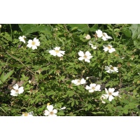 Rosier des champs - Rosa arvensis - Haie champetre  - Pepiniere Alsace - Vegetal Local Nord Est - Bio - Jardin forêt comestible - fruitier - permaculture