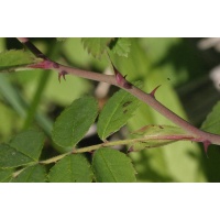 Rosier des champs - Rosa arvensis - Haie champetre  - Pepiniere Alsace - Vegetal Local Nord Est - Bio - Jardin forêt comestible - fruitier - permaculture