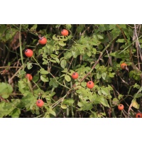 Rosier des champs - Rosa arvensis - Haie champetre  - Pepiniere Alsace - Vegetal Local Nord Est - Bio - Jardin forêt comestible - fruitier - permaculture