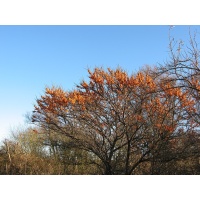 argousier_Hippophae rhamnoides_Haie champetre  - Pepiniere Alsace - Vegetal Local Nord Est- Bio - Jardin forêt comestible - fruitier - permaculture