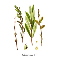 Saule pourpre - Salix purpurea - Haie champetre  - Pepiniere Alsace - Vegetal Local Nord Est - Bio - Jardin forêt comestible - fruitier - permaculture