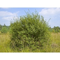 Saule à oreillettes - Salix aurita - Haie champetre  - Pepiniere Alsace - Vegetal Local Nord Est - Bio - Jardin forêt comestible - fruitier - permaculture