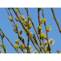 Saule à oreillettes - Salix aurita - Haie champetre  - Pepiniere Alsace - Vegetal Local Nord Est - Bio - Jardin forêt comestible - fruitier - permaculture