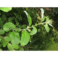 Saule à oreillettes - Salix aurita - Haie champetre  - Pepiniere Alsace - Vegetal Local Nord Est - Bio - Jardin forêt comestible - fruitier - permaculture