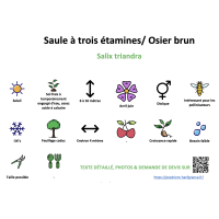 saule_a_trois_etamines_- résumé