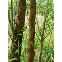 Saule à trois étamines - Salix triandra - Haie champetre  - Pepiniere Alsace - Vegetal Local Nord Est - Bio - Jardin forêt comestible - fruitier - permaculture