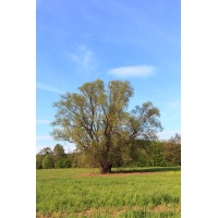 Saule blanc - Salix alba - Haie champetre  - Pepiniere Alsace - Vegetal Local Nord Est - Bio - Jardin forêt comestible - fruitier - permaculture